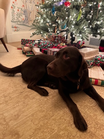 dog