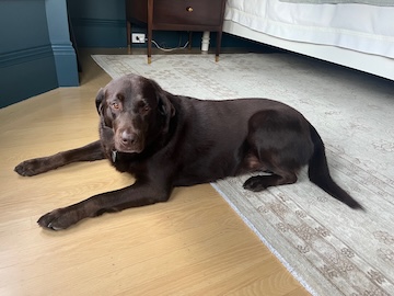 dog2